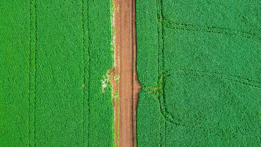 Soja lidera a produção de grãos do país