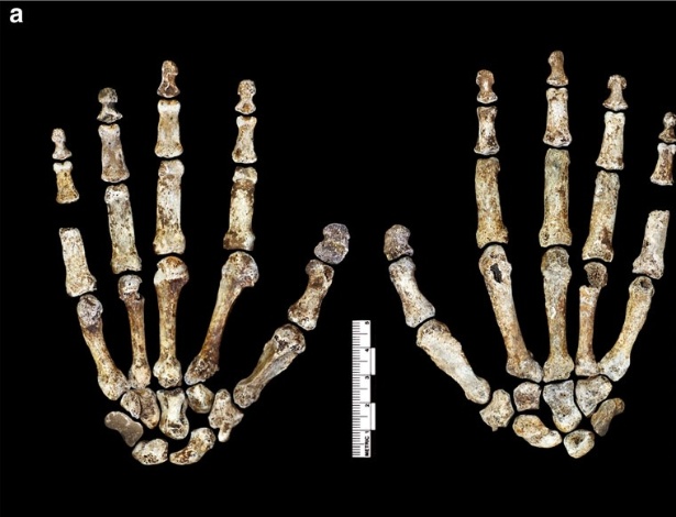 Palma (esquerda) e dorso (direita) dos ossos da mão direita do hominídeo Homo naledi - Nature Communications
