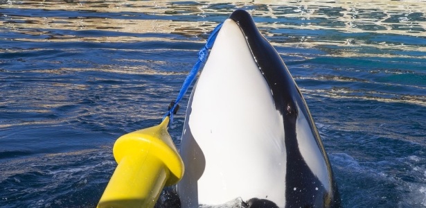 Wikie, uma fêmea orca de 16 anos, foi ensinada a imitar palavras em inglês e contar até 3 | Foto: Marineland - Marineland