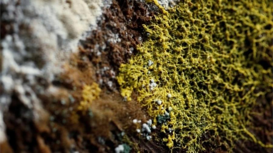 O Physarum polycephalum é considerado um dos maiores mistérios da natureza - Reuters