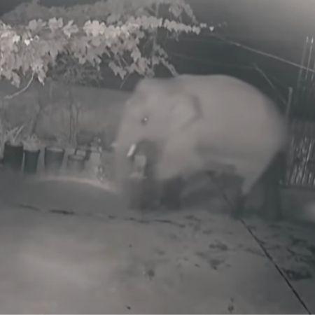 Security camera shows elephant invading home in China - Play / YouTube - Play / YouTube