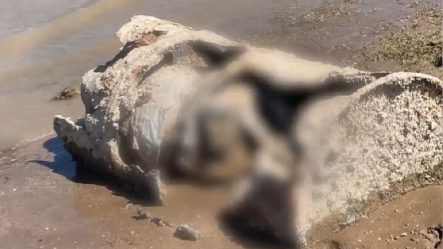 Cadáver foi encontrado dentro de barril em um lago em Nevada (EUA). - Reprodução/YouTube