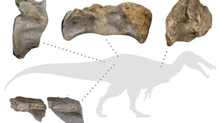 Dinossauro tinha cerca de 10 metros de comprimento, segundo estimativa de pesquisadores - Chris Barker/Dan Folkes/University of Southampton