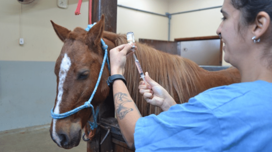 Cavalo Caramelo foi vacinado na sexta (19) contra tétano, influenza e encefalomielite equina