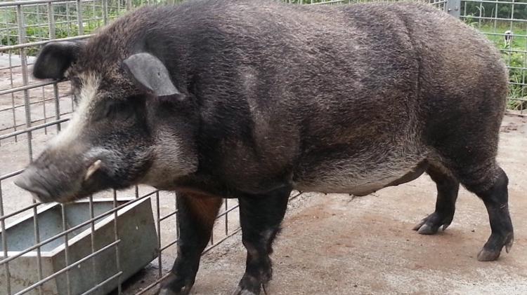 Javaporco, raça que surgiu do cruzamento do porco doméstico com o javali selvagem Javaporco, raça que surgiu do cruzamento do porco doméstico com o javali selvagem