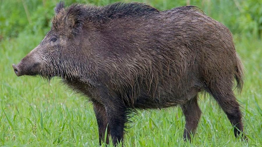 Os javalis-europeus são corpulentos e chegam a atingir até 200 kg Os javalis-europeus são corpulentos e chegam a atingir até 200 kg