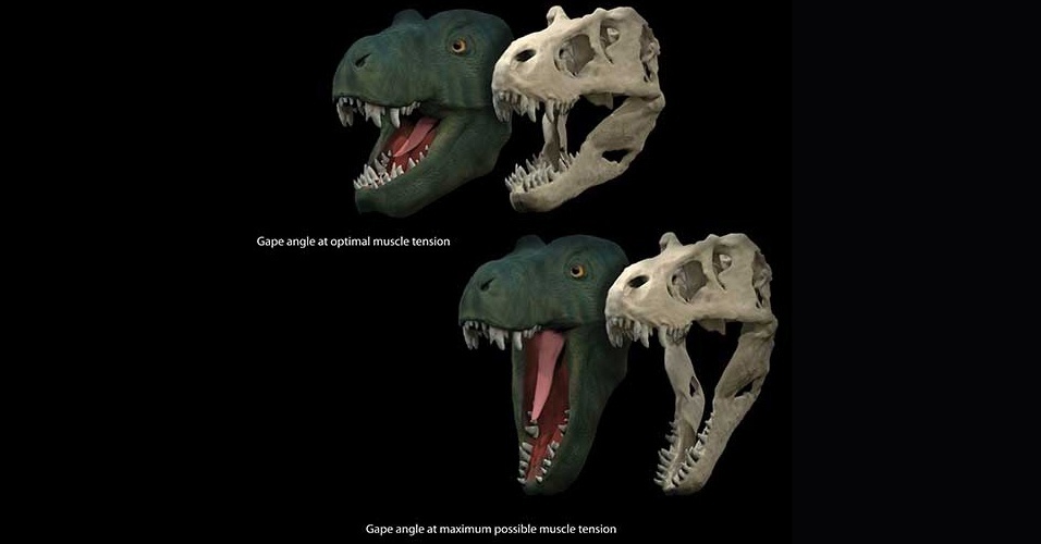4.nov.2015 - Um grupo de cientistas britânicos estudou o quanto diferentes tipos de dinossauros conseguiam abrir a boca e descobriu que o ângulo de abertura da mandíbula está diretamente relacionado à dieta dos répteis pré-históricos. Em geral, carnívoros como o conhecido Tiranossauro rex escancaravam a mandíbula em até 90 graus