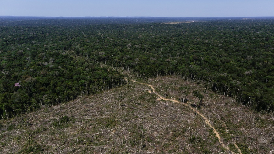 Desmatamento na Amazônia pode causa prejuízo anual de cerca de 5,2 bilhões ao agronegócio, aponta estudo - Bruno Kelly/Reuters