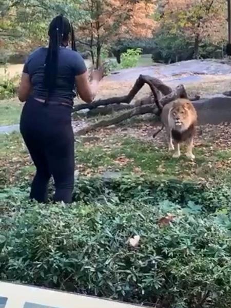 Mulher invadiu barreira de segurança e provocou leão em zoológico nos EUA - Reprodução/Instagram