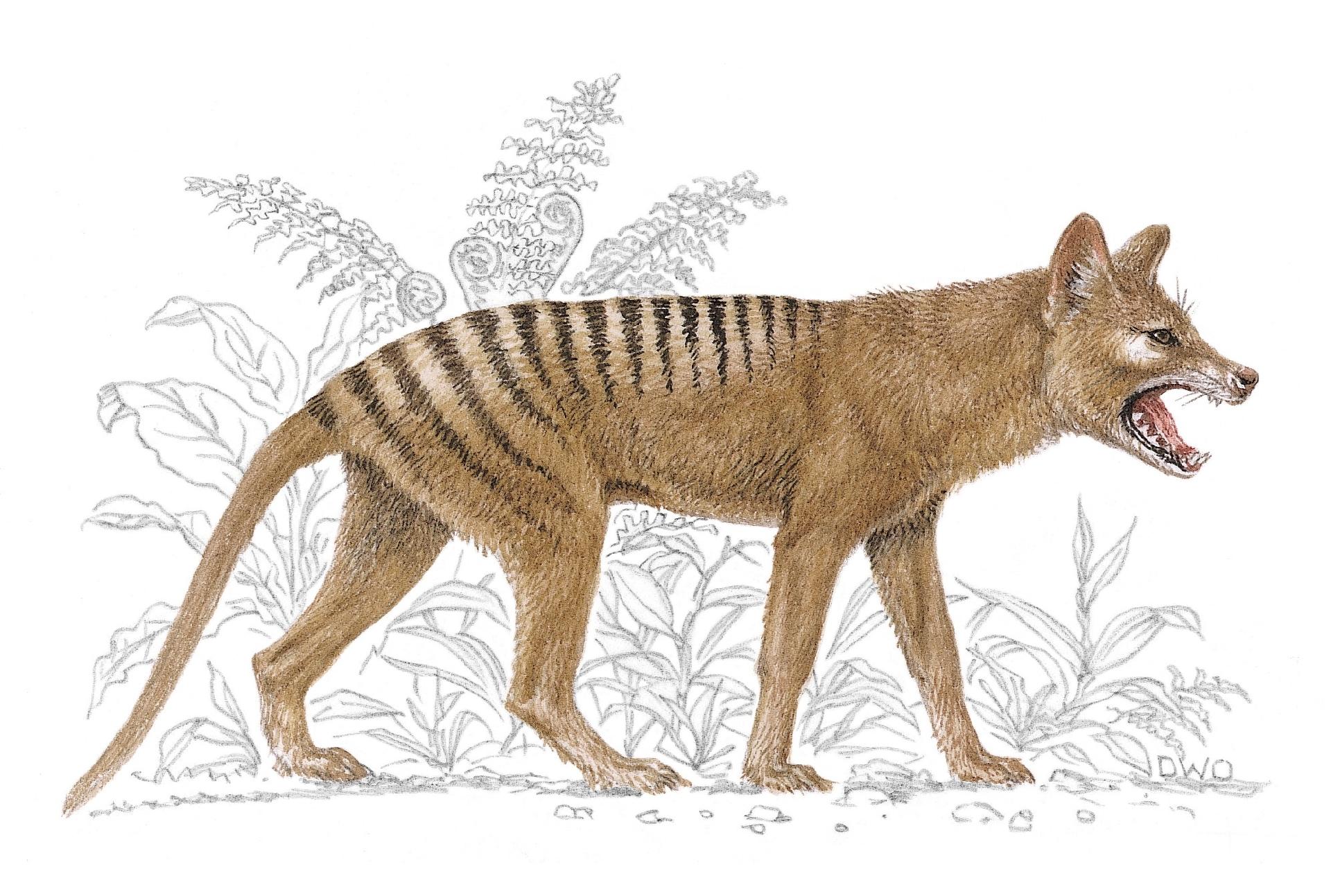 Tigre-da-tasmânia: Austrália cogita existência de marsupial declarado extinto