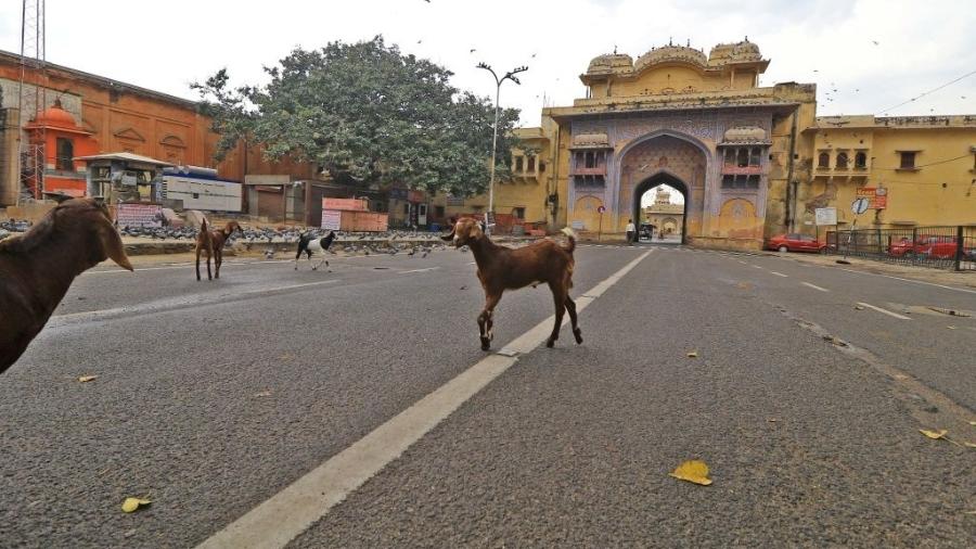 24.03.2020 - Cabras passam por via deserta em Jaipur, na Índia, durante quarentena - Vishal Bhatnagar/NurPhoto via Getty Images