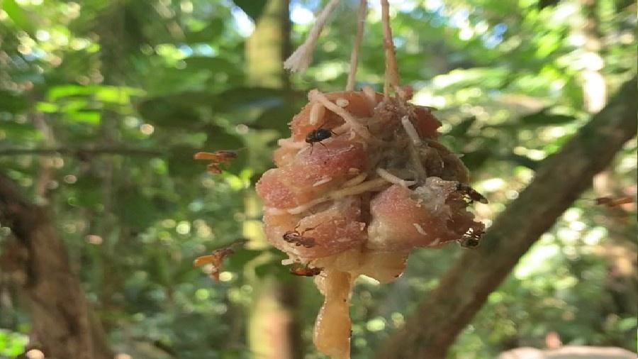 Abelhas abutres na Costa Rica comendo iscas de frango cru - Reprodução