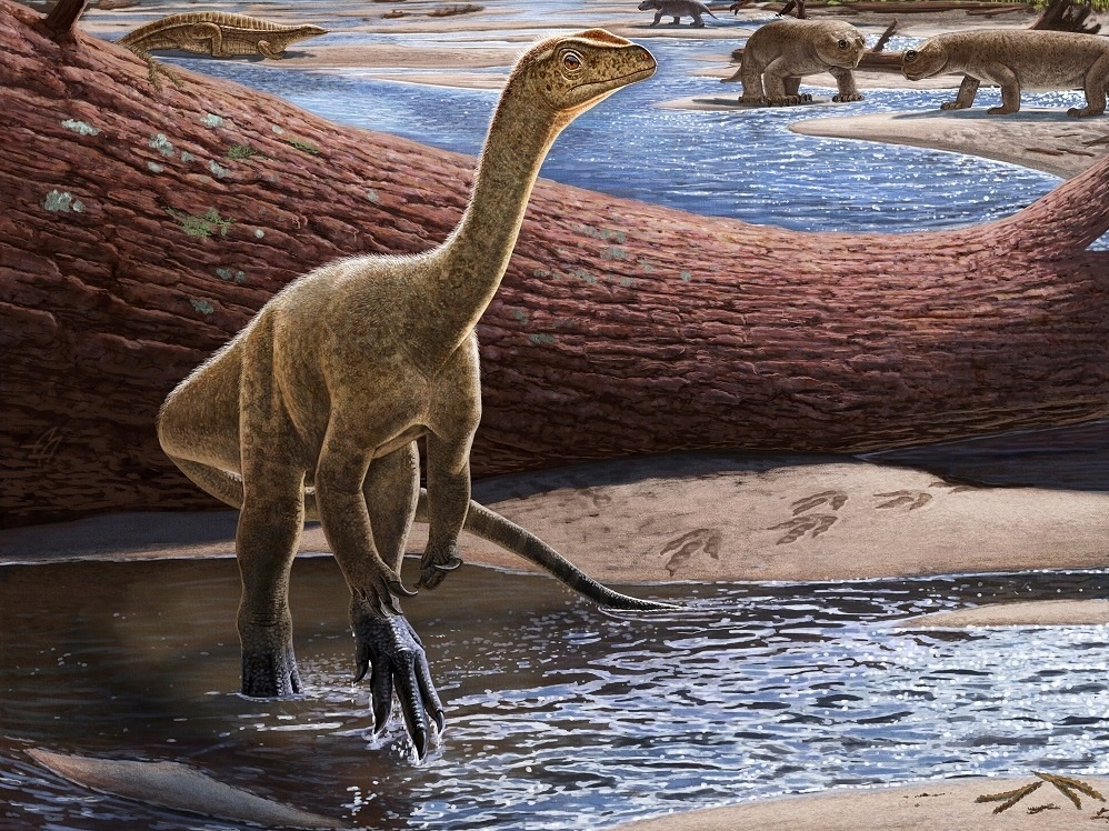 Dinossauros: livro com joguinhos em Promoção na Americanas