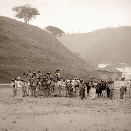 Partida para a colheita do café com carro de boi em uma fazenda no Vale do Paraíba, em 1885.