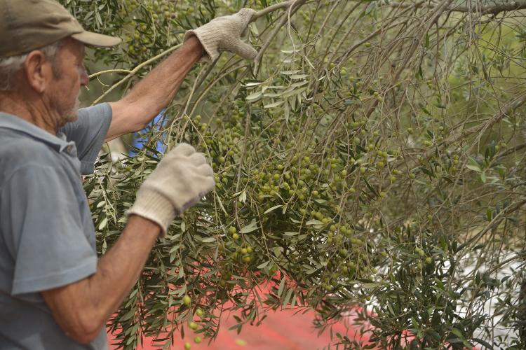 A colheita de azeitonas é um processo manual e demorado, dizem produtores