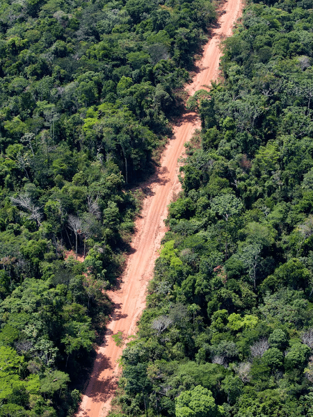 Desmatamento de floresta amazônica