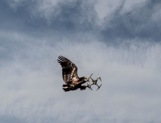 Águia da empresa Guard From Above agarra um drone no ar, em Katwij (Holanda), onde aves como esta são treinadas para interceptar pequenos veículos aéreos não tripulados - Andrew Testa/The New York Times