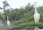 Caçadores matam duas das últimas três girafas brancas do mundo - Hirola Conservancy