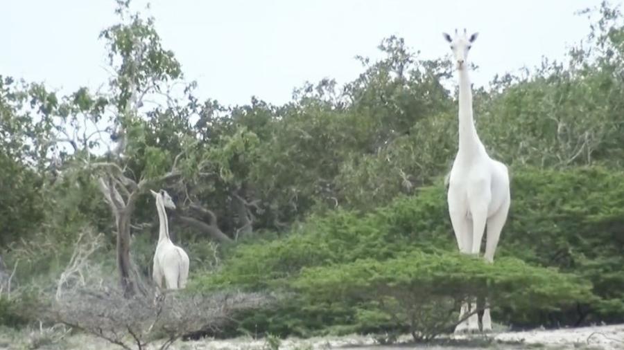 Guardas florestais encontraram as carcaças de uma fêmea e seu filhote em um vilarejo no nordeste do Quênia - Hirola Conservancy