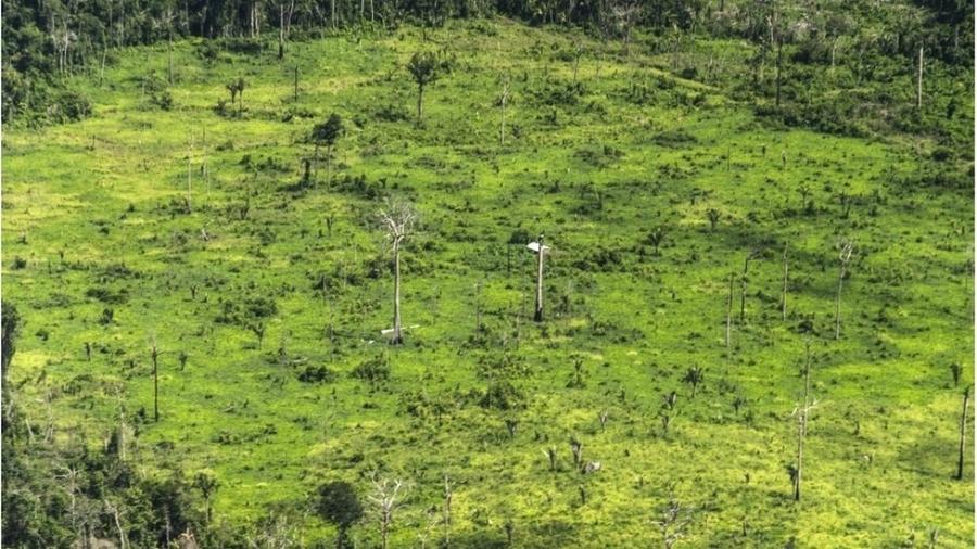 Foto mostra os danos à floresta na terra indígena Ituna Itatá, a mais desmatada do Brasil em 2019 - Juan Doblas/ISA
