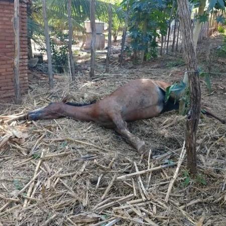 Cavalo morre após ataque de abelhas italianas em sítio na zona rural de Juazeiro do Norte (CE) - Divulgação/CBCE