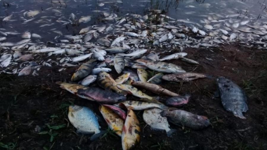 Peixes que amanheceram mortos em rio na cidade de Sales, em SP - Divulgação