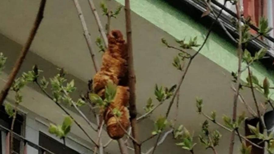 Croissant deixado em árvore ao lado de edifício na Polônia assustou moradores - Reprodução/Facebook
