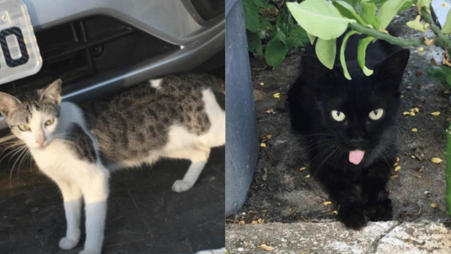 Fotos de dois dos gatos que vivem em condomínio de João Pessoa e correm risco de ser expulsos - Reprodução/Tribunal de Justiça da Paraiba