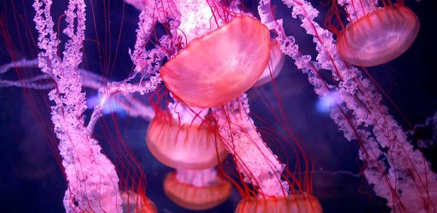 El ADN de las medusas inmortales puede ayudar a revertir el envejecimiento humano