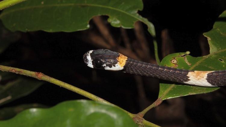 Cobra foi gravada emitindo uma vocalização curta, mas que é considerada revolucionária para os estudos da espécie