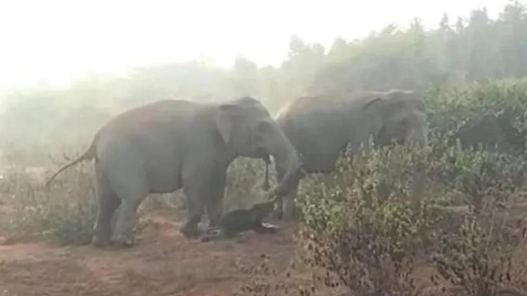 Elefante carrega carcaça de filhote morto