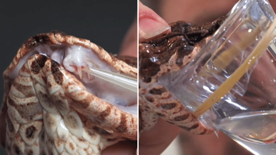 Cobra descoberta na Austrália tem três presas em vez de duas (esquerda); à direita, o animal expelindo veneno Cobra descoberta na Austrália tem três presas em vez de duas (esquerda); à direita, o animal expelindo veneno