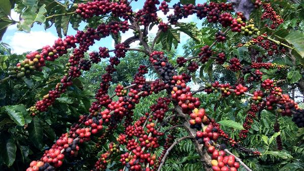 Frutos de café robusta em São Gabriel da Palha (ES); café está entre os itens que tiveram tarifa extra removida pelos EUA