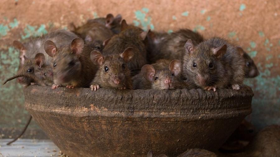 Perdas econômicas, doenças e... eleições. Os danos causados pelos ratos estão em toda parte - Getty Images