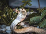 Sem soro no país, serpente apreendida no DF corre risco de ser