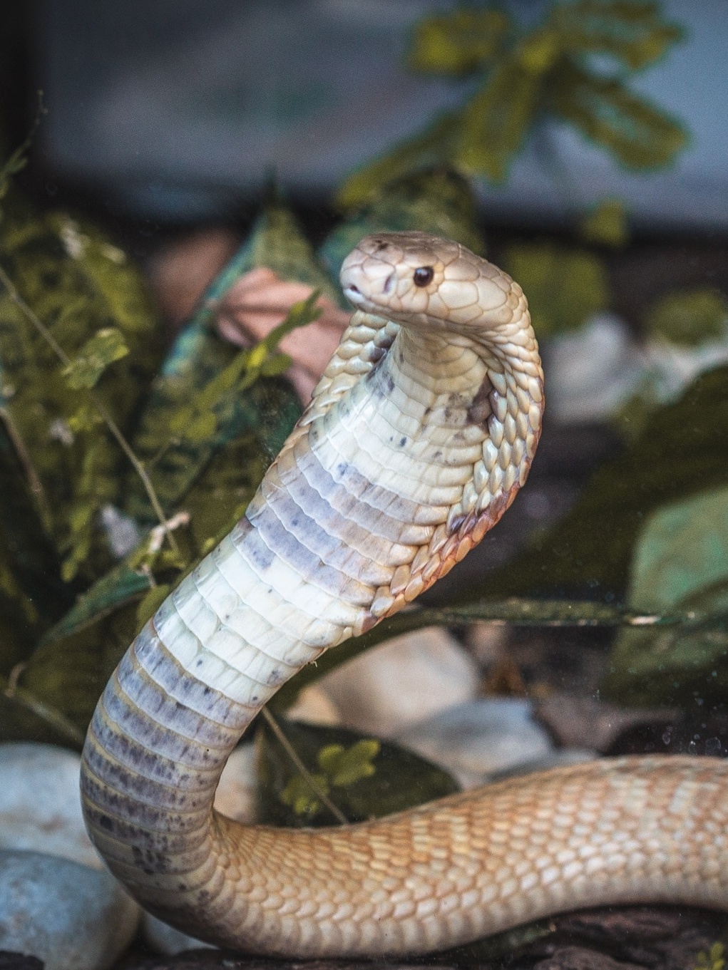DF: Ibama resgata 32 serpentes e aplica mais de R$ 300 mil em multas