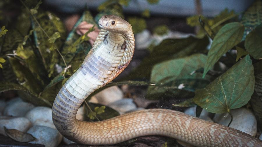 A cobra naja que picou o estudante de veterinária Pedro Henrique Santos Krambeck Lehmkul, de 22 anos - Ivan Mattos/Zoológico de Brasília