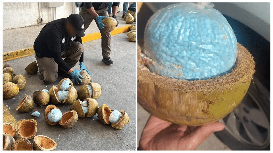 Os cocos foram serrados ao meio, receberam sacos contendo pílulas da droga, e depois foram colados novamente. - Reprodução/Procuradoria-Geral do México