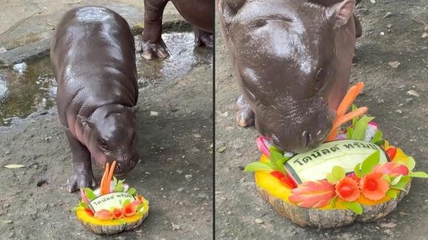 Patrik STOLLARZ / AFP / Zoológico Aberto de Khao Kheow