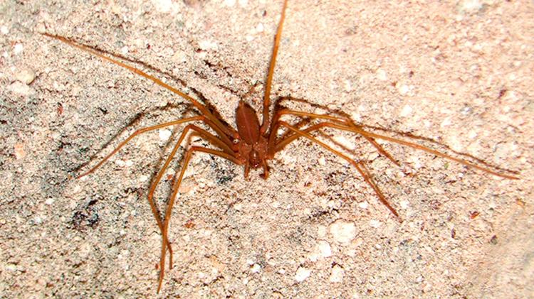 Aranha-marrom é espécie comum no Brasil Aranha-marrom é espécie comum no Brasil