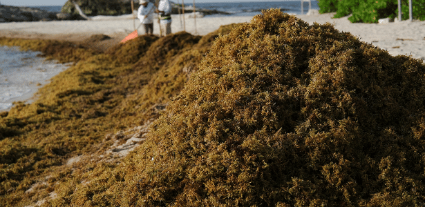 Cheiro de ovo podre: acúmulo de alga marrom prejudica turismo no México
