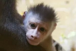 10 Melhores Vídeos Mais Engraçados Do Macaco 2015 