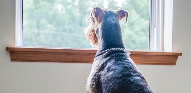 tem cachorro secreto em contador de tempo; saiba como acessar -  Época Negócios