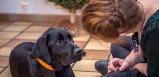 Cães são considerados intermediários do parasita para humanos, e recomendação do Ministério da Saúde é eutanásia - Philippe Huguen/AFP