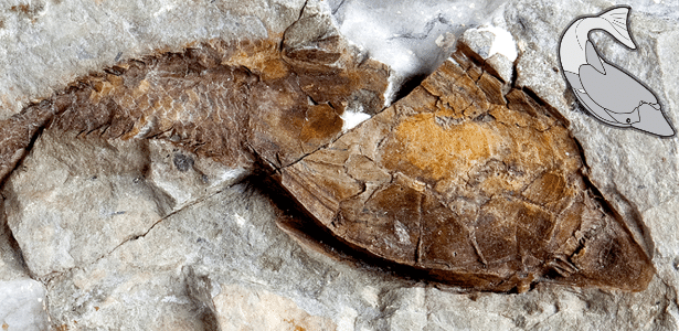 Um fóssil heterostracan datado de aproximadamente 419 milhões de anos  - Universidade de Manchester 