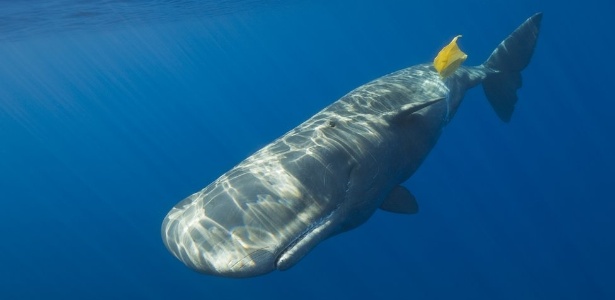 Várias espécies marinhas, desde os menores até baleias gigantes, acabam comendo plástico porque sentem nele cheiro de comida - Getty Images