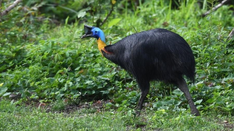 O casuar é originário da Austrália e da Papua Nova-Guiné e está entre as maiores espécies de aves do mundo - Getty Images
