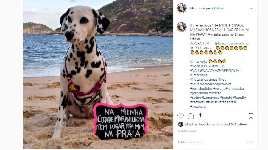 Adriana Cassas, dona da dálmata Titi, criou campanha que motivou a lei para liberar cachorros na praia no Rio de Janeiro - Instagram/Reprodução