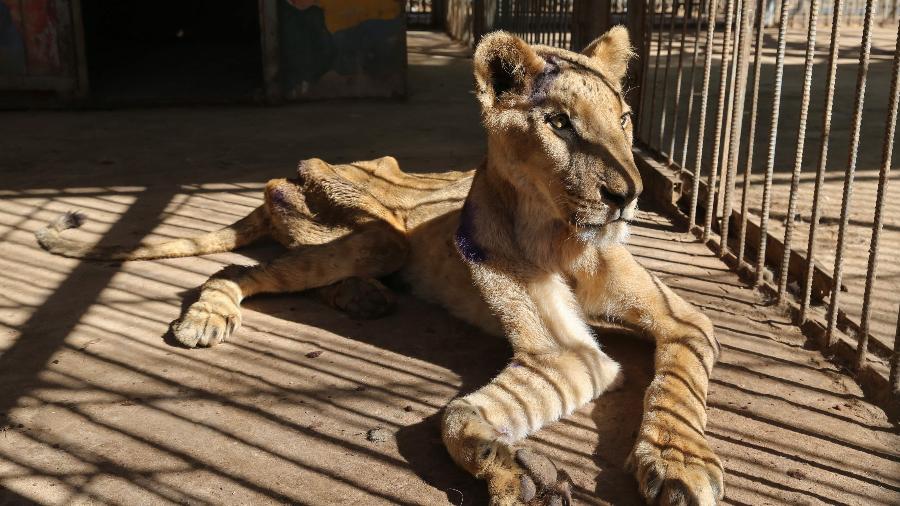 Leoa é vista muito fragilizada devido à falta de comida e água em zoológico de Cartum, no Sudão -  ASHRAF SHAZLY/AFP