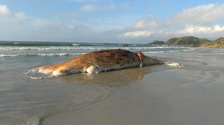 Baleia jubarte encontrada na Ilha do Mel, no Paraná - Reprodução/LEC